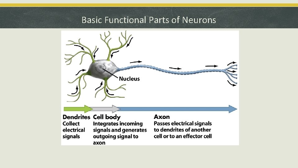 Basic Functional Parts of Neurons Basic Functional Parts of Neurons