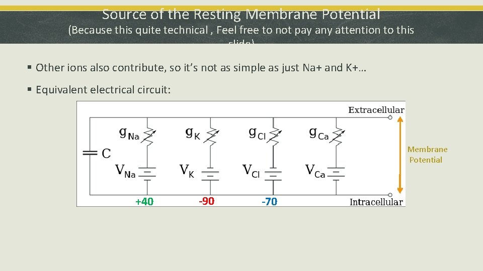 Source of the Resting Membrane Potential (Because this quite technical , Feel free to