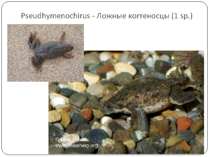 Pseudhymenochirus - Ложные когтеносцы (1 sp. ) 