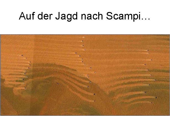 Auf der Jagd nach Scampi… 