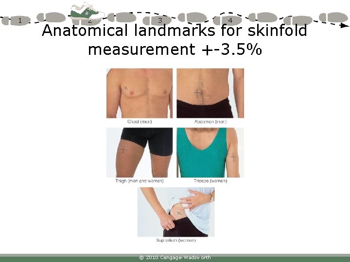 1 2 3 4 Anatomical landmarks for skinfold measurement +-3. 5% © 2010 Cengage-Wadsworth