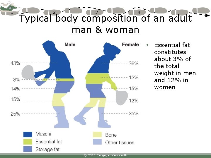 1 2 3 4 Typical body composition of an adult man & woman •