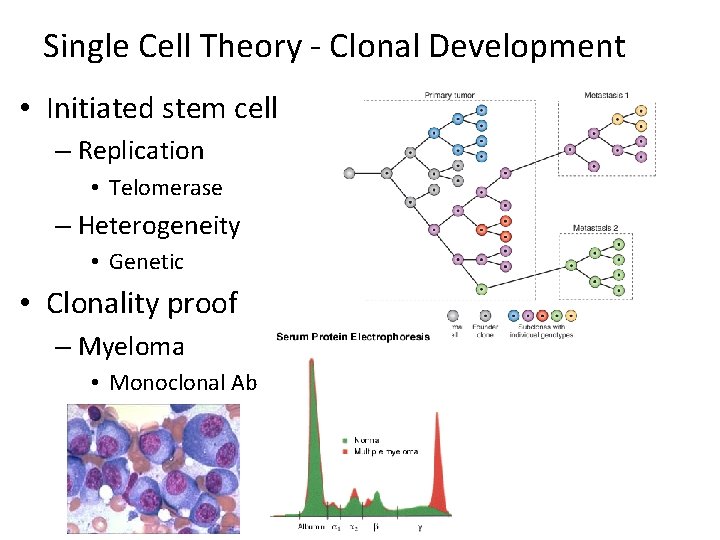 Single Cell Theory - Clonal Development • Initiated stem cell – Replication • Telomerase