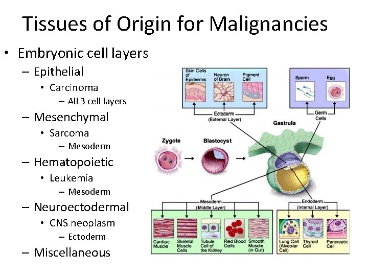 Tissues of Origin for Malignancies • Embryonic cell layers – Epithelial • Carcinoma –