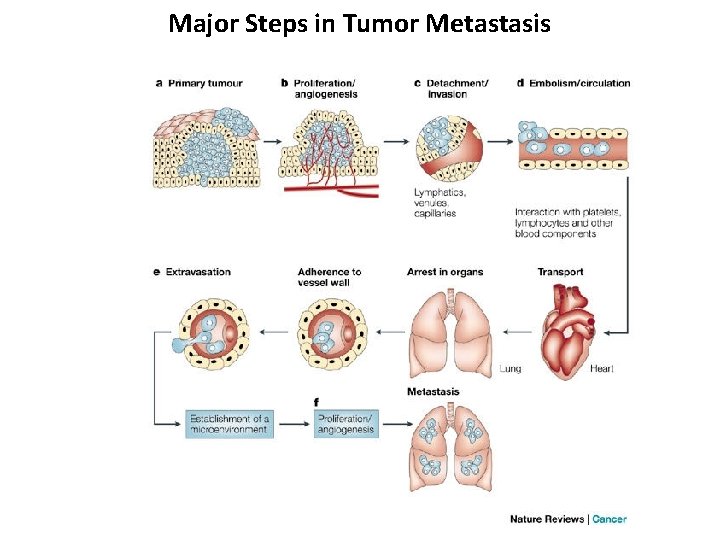 Major Steps in Tumor Metastasis 