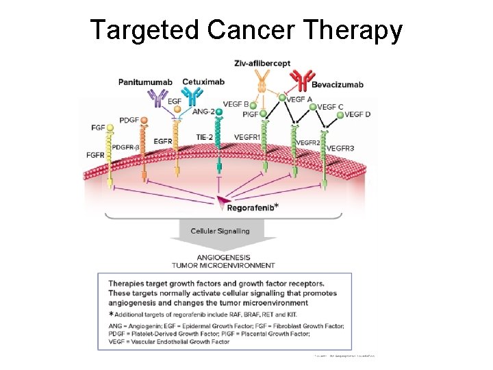 Targeted Cancer Therapy 