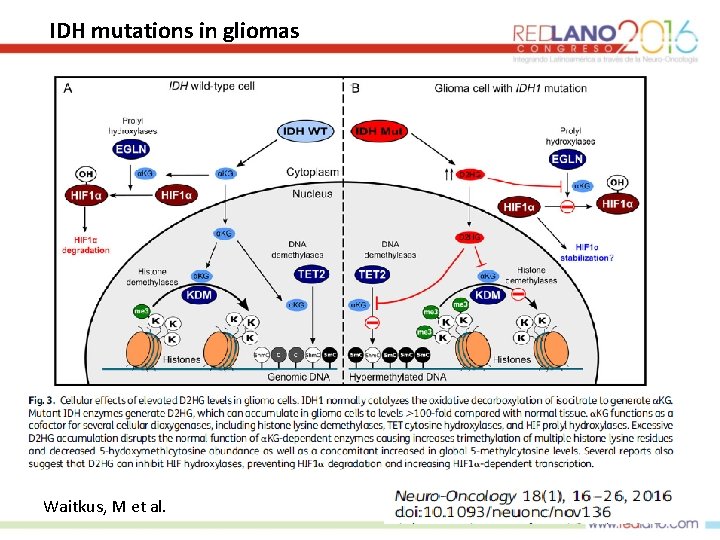 IDH mutations in gliomas Waitkus, M et al. 