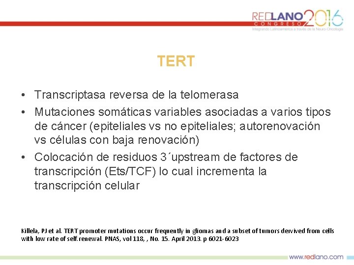 TERT • Transcriptasa reversa de la telomerasa • Mutaciones somáticas variables asociadas a varios