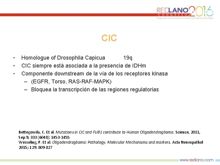 CIC • • • Homologue of Drosophila Capicua 19 q CIC siempre está asociada