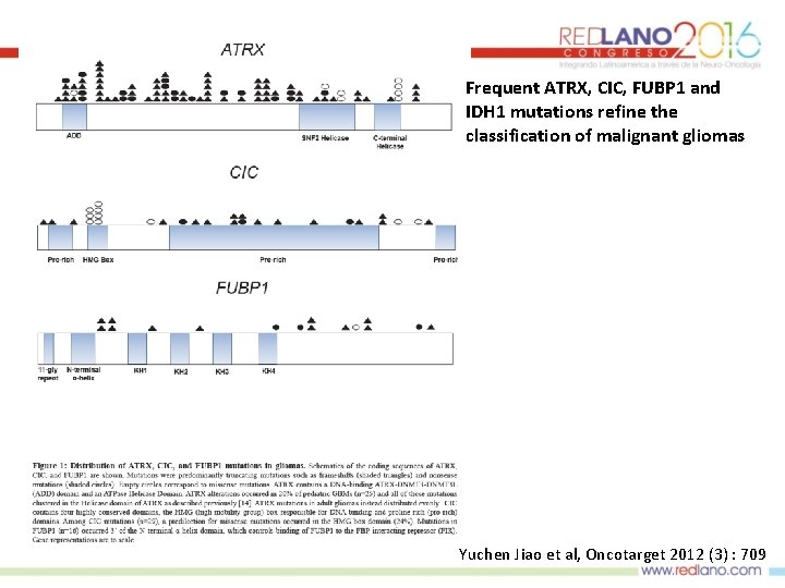 Frequent ATRX, CIC, FUBP 1 and IDH 1 mutations refine the classification of malignant