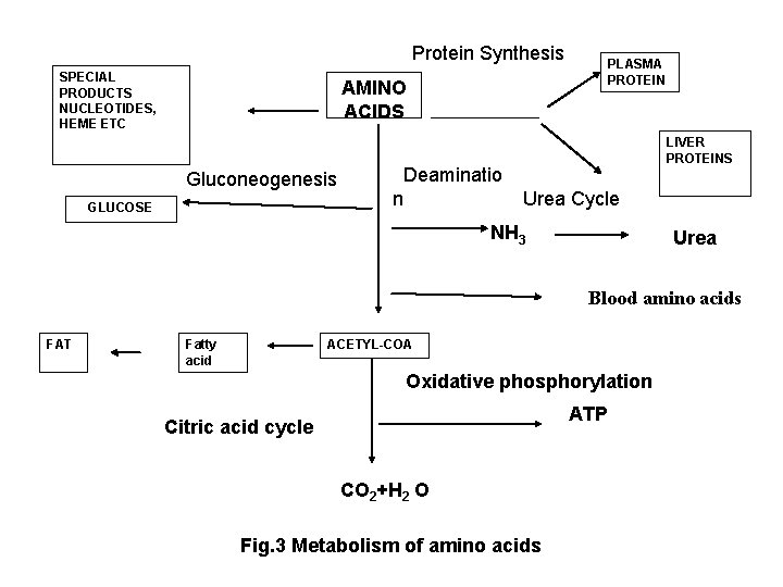 Protein Synthesis SPECIAL PRODUCTS NUCLEOTIDES, HEME ETC PLASMA PROTEIN AMINO ACIDS Gluconeogenesis GLUCOSE Deaminatio