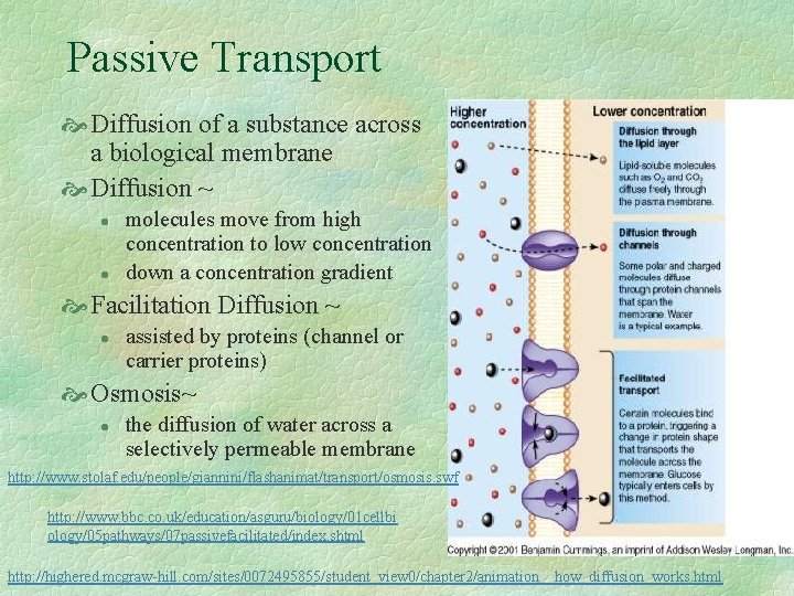Passive Transport Diffusion of a substance across a biological membrane Diffusion ~ l l Passive Transport Diffusion of a substance across a biological membrane Diffusion ~ l l