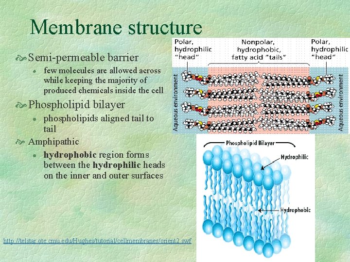 Membrane structure Semi-permeable barrier l few molecules are allowed across while keeping the majority Membrane structure Semi-permeable barrier l few molecules are allowed across while keeping the majority