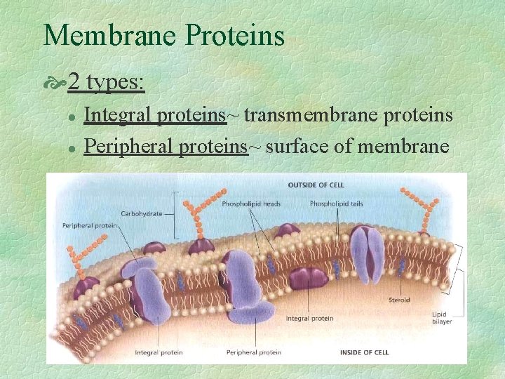 Membrane Proteins 2 types: l l Integral proteins~ transmembrane proteins Peripheral proteins~ surface of Membrane Proteins 2 types: l l Integral proteins~ transmembrane proteins Peripheral proteins~ surface of