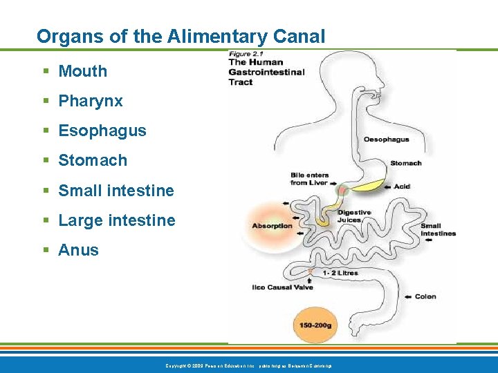 Organs of the Alimentary Canal § Mouth § Pharynx § Esophagus § Stomach §