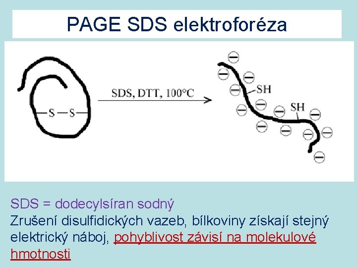PAGE SDS elektroforéza SDS = dodecylsíran sodný Zrušení disulfidických vazeb, bílkoviny získají stejný elektrický