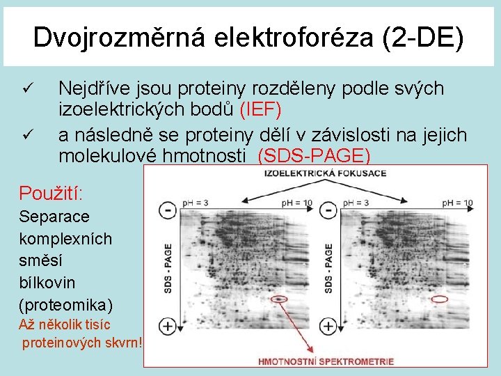 Dvojrozměrná elektroforéza (2 -DE) ü ü Nejdříve jsou proteiny rozděleny podle svých izoelektrických bodů