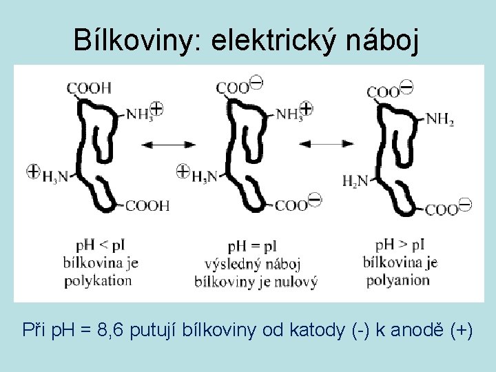 Bílkoviny: elektrický náboj Při p. H = 8, 6 putují bílkoviny od katody (-)