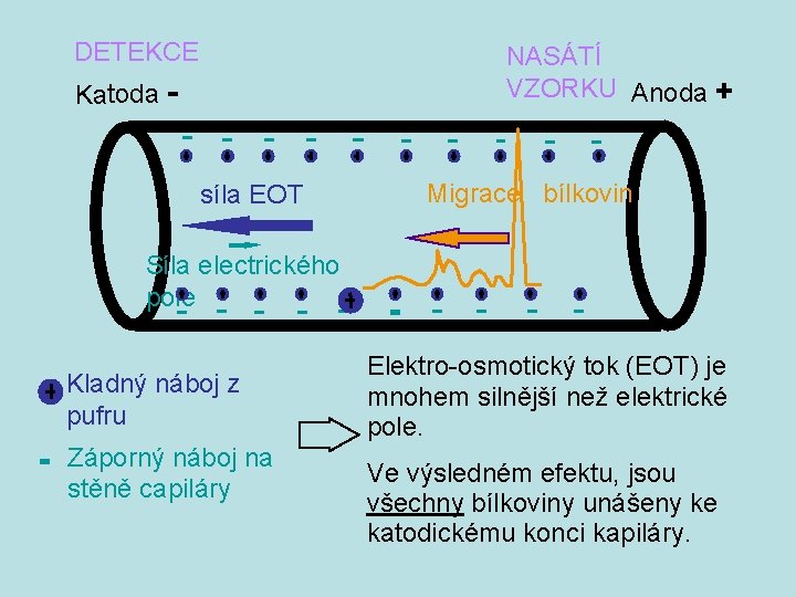 DETEKCE NASÁTÍ VZORKU Anoda + Katoda - síla EOT Migrace bílkovin Síla electrického pole