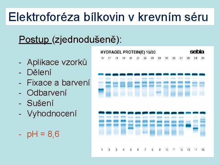 Elektroforéza bílkovin v krevním séru Postup (zjednodušeně): - Aplikace vzorků Dělení Fixace a barvení