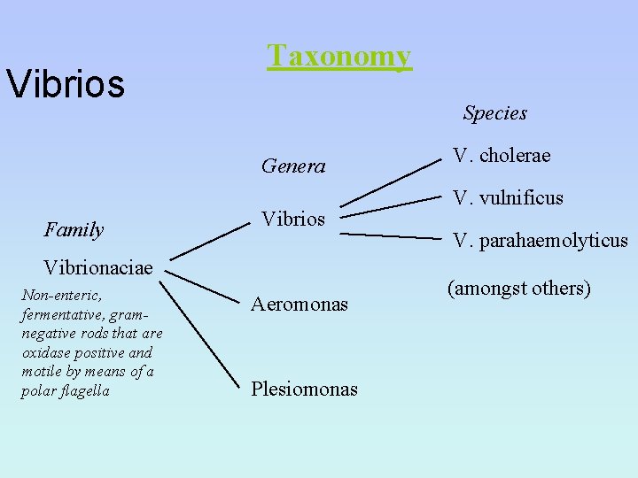 Vibrios Taxonomy Species Genera Family Vibrios Vibrionaciae Non-enteric, fermentative, gramnegative rods that are oxidase