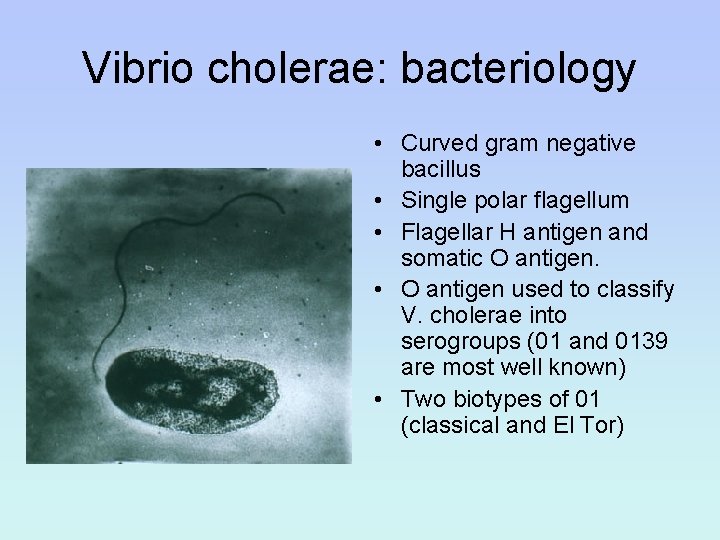Vibrio cholerae: bacteriology • Curved gram negative bacillus • Single polar flagellum • Flagellar