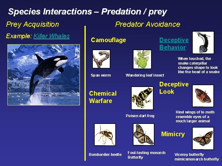 Species Interactions – Predation / prey Prey Acquisition Example: Killer Whales Predator Avoidance Camouflage