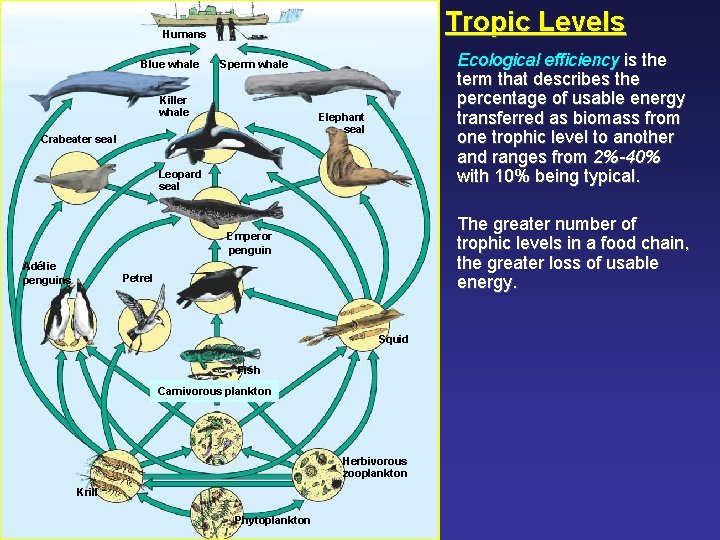 Tropic Levels Humans Blue whale Ecological efficiency is the term that describes the percentage
