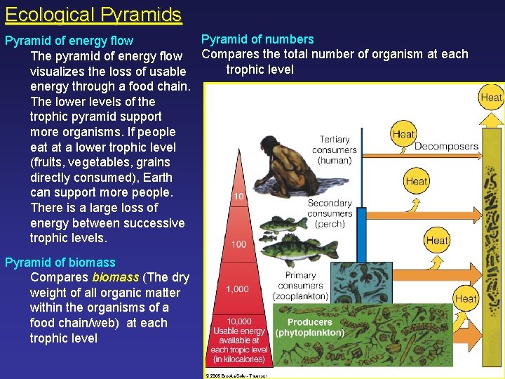 Ecological Pyramids Pyramid of numbers Pyramid of energy flow Compares the total number of