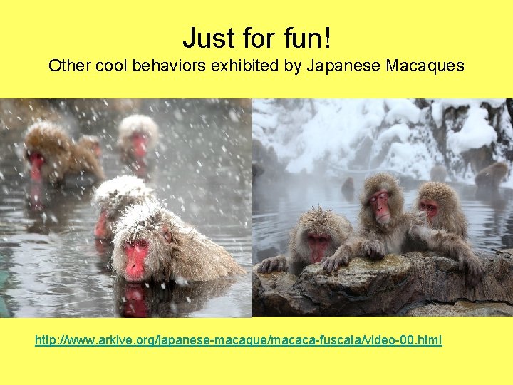 Just for fun! Other cool behaviors exhibited by Japanese Macaques http: //www. arkive. org/japanese-macaque/macaca-fuscata/video-00.