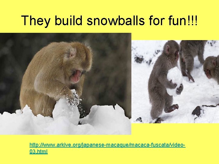 They build snowballs for fun!!! http: //www. arkive. org/japanese-macaque/macaca-fuscata/video 03. html 
