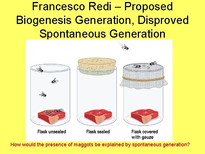 Francesco Redi – Proposed Biogenesis Generation, Disproved Spontaneous Generation How would the presence of