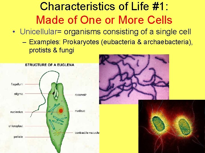 Characteristics of Life #1: Made of One or More Cells • Unicellular= organisms consisting