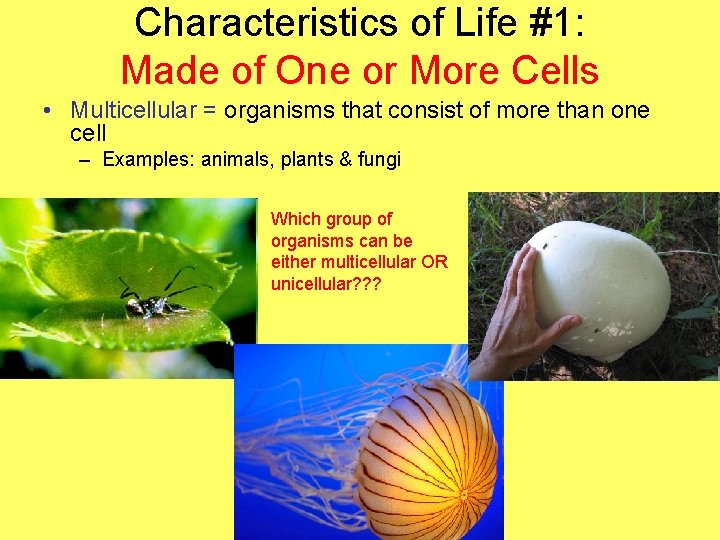 Characteristics of Life #1: Made of One or More Cells • Multicellular = organisms
