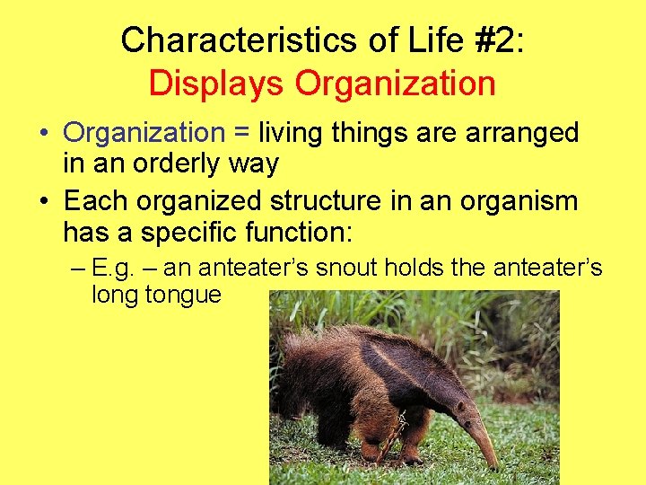 Characteristics of Life #2: Displays Organization • Organization = living things are arranged in