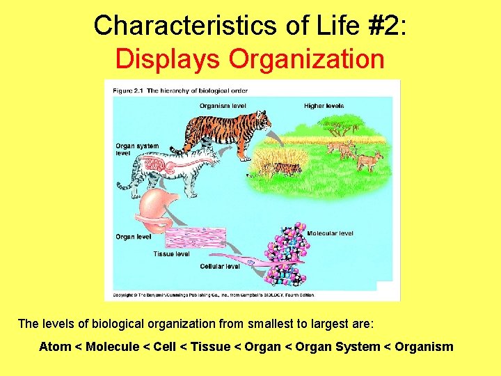 Characteristics of Life #2: Displays Organization The levels of biological organization from smallest to