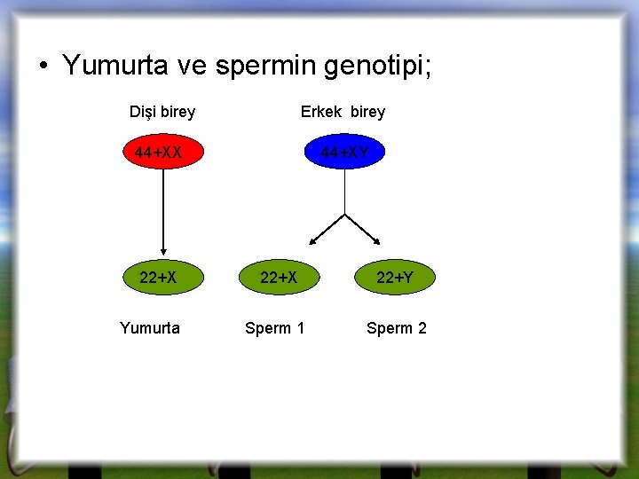  • Yumurta ve spermin genotipi; Dişi birey Erkek birey 44+XX 44+XY 22+X Yumurta