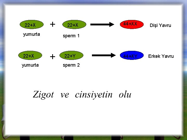 22+X + yumurta 22+X 44+XX Dişi Yavru 44+XY Erkek Yavru sperm 1 + 22+Y