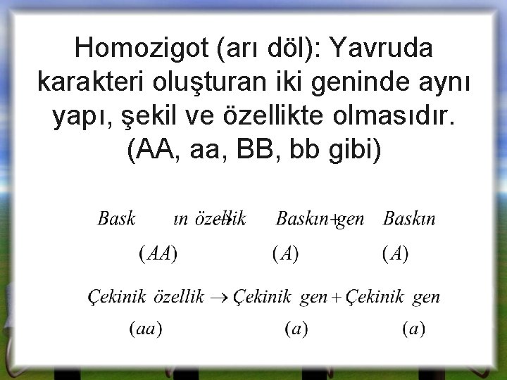 Homozigot (arı döl): Yavruda karakteri oluşturan iki geninde aynı yapı, şekil ve özellikte olmasıdır.