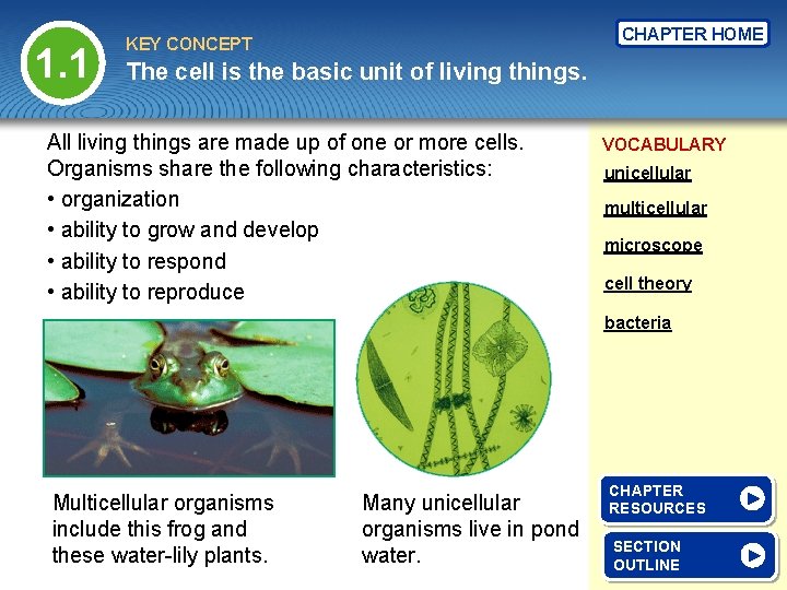 1. 1 CHAPTER HOME KEY CONCEPT The cell is the basic unit of living