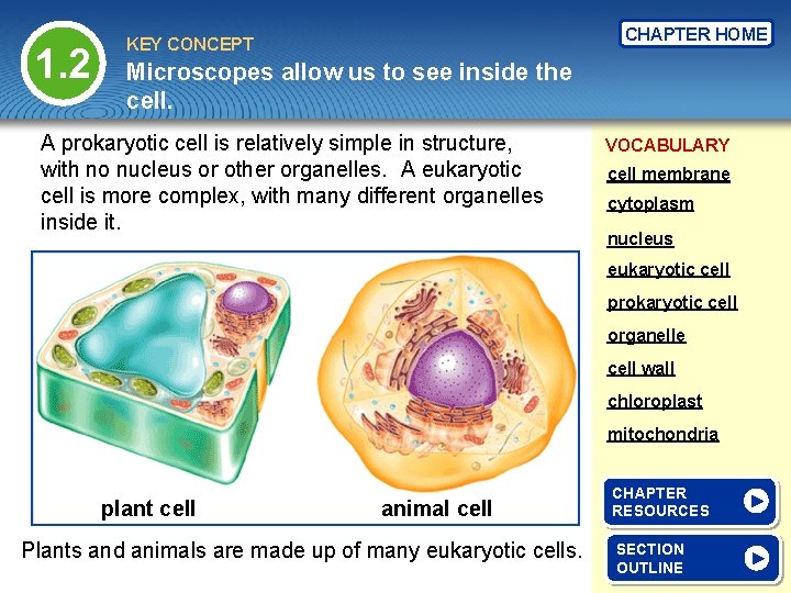 1. 2 CHAPTER HOME KEY CONCEPT Microscopes allow us to see inside the cell.