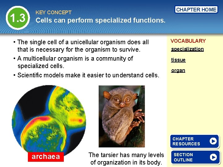 1. 3 CHAPTER HOME KEY CONCEPT Cells can perform specialized functions. • The single