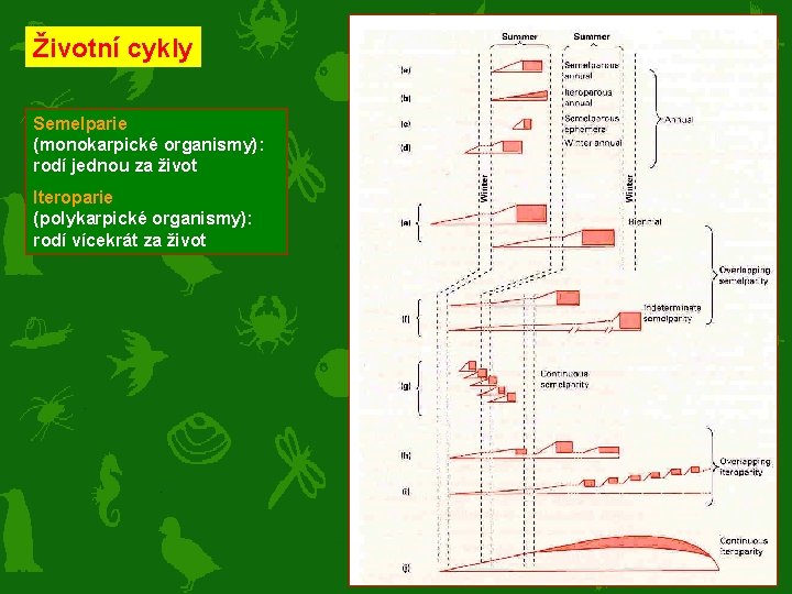 Životní cykly Semelparie (monokarpické organismy): rodí jednou za život Iteroparie (polykarpické organismy): rodí vícekrát
