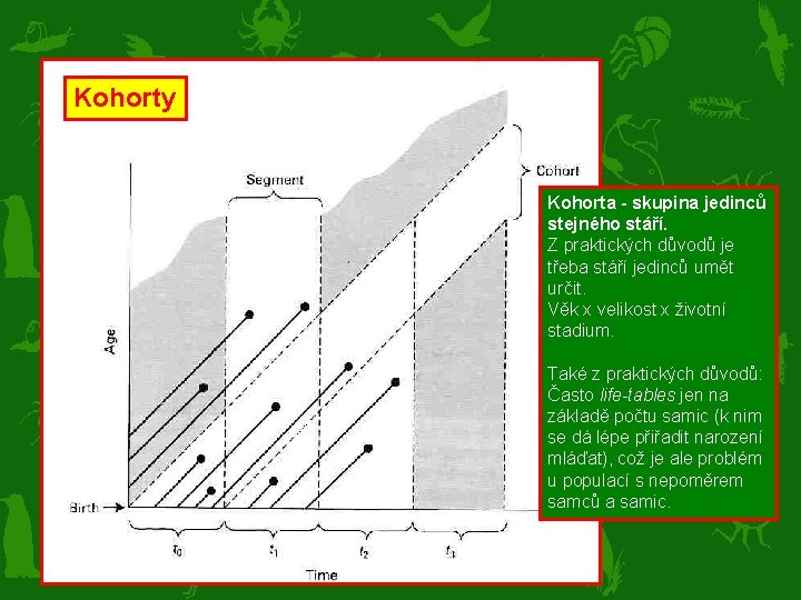 Kohorty Kohorta - skupina jedinců stejného stáří. Z praktických důvodů je třeba stáří jedinců
