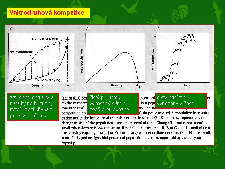 Vnitrodruhová kompetice závislost mortality a natality na hustotě, rozdíl mezi křivkami je čistý přírůstek