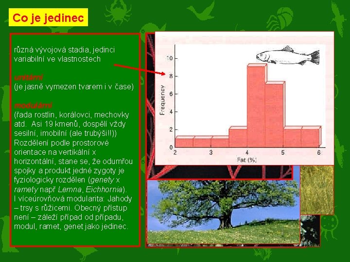 Co je jedinec různá vývojová stadia, jedinci variabilní ve vlastnostech unitární (je jasně vymezen