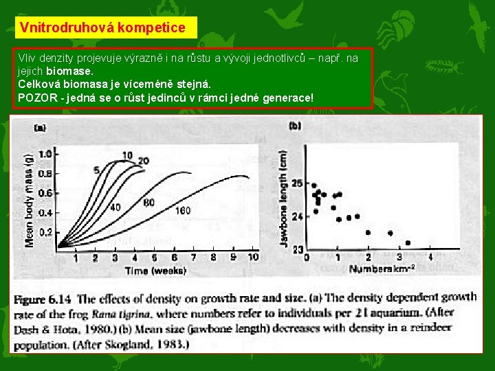 Vnitrodruhová kompetice Vliv denzity projevuje výrazně i na růstu a vývoji jednotlivců – např.