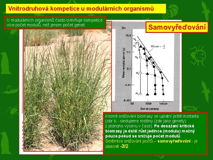 Vnitrodruhová kompetice u modulárních organismů U modulárních organismů často ovlivňuje kompetice více počet modulů,