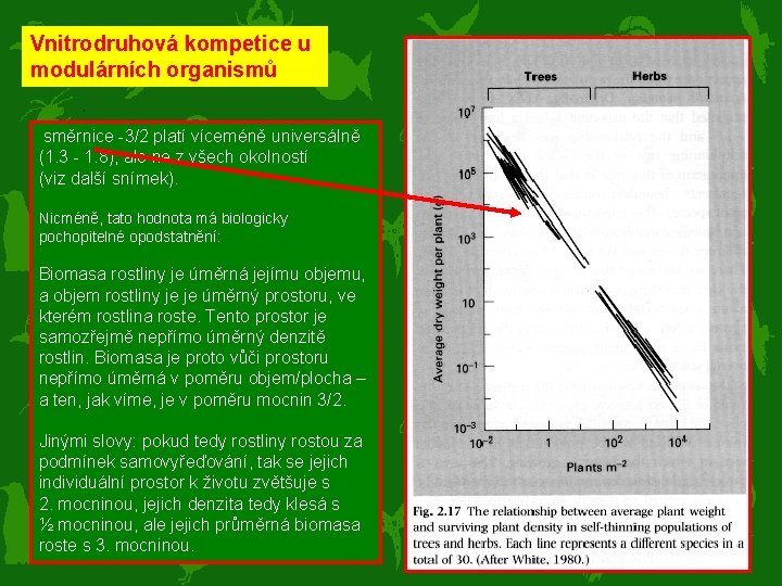 Samovyřeďování Vnitrodruhová kompetice u modulárních organismů směrnice -3/2 platí víceméně universálně (1. 3 -