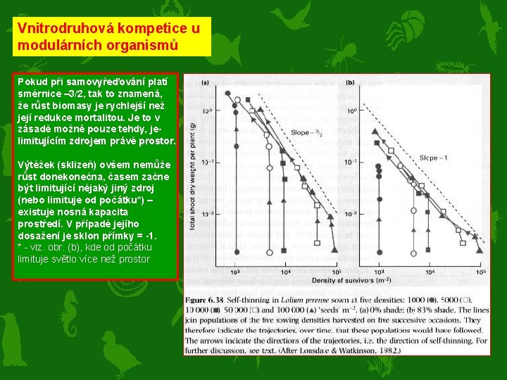 Vnitrodruhová kompetice u modulárních organismů Pokud při samovyřeďování platí samovyřeďování směrnice – 3/2, tak